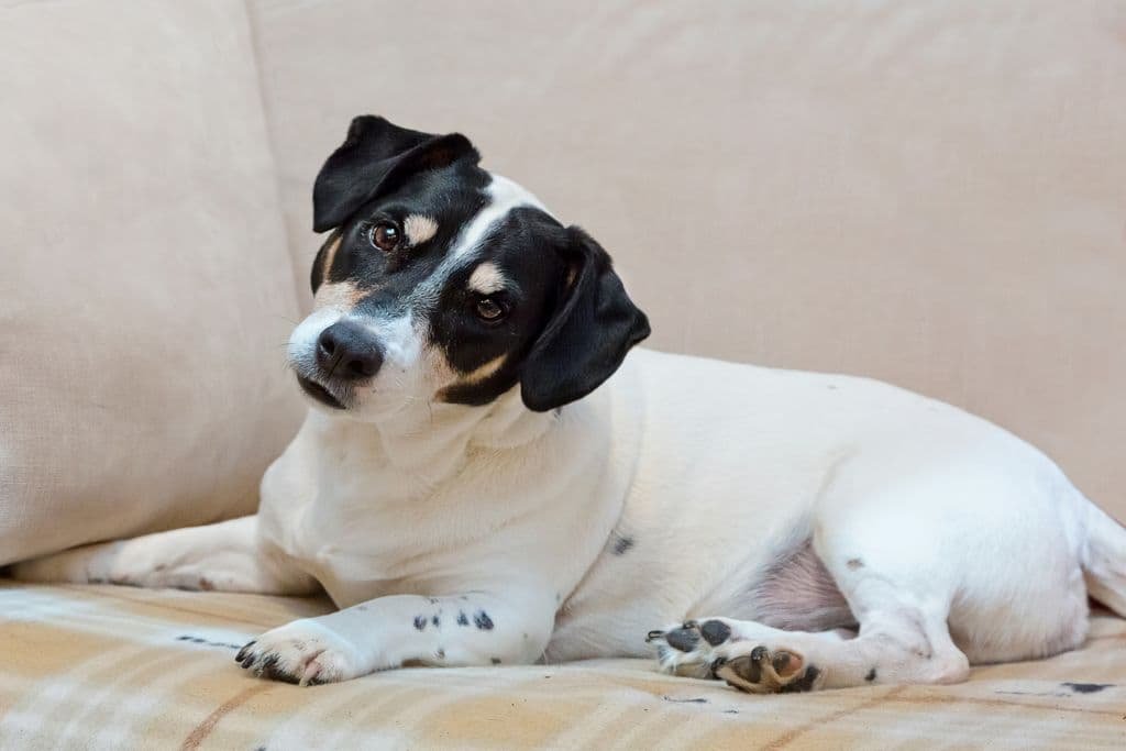 Dog Sitting Blackwood